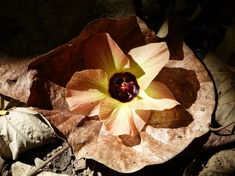  A fallen hibiscus flower on our hike on Ua Pou May 2015